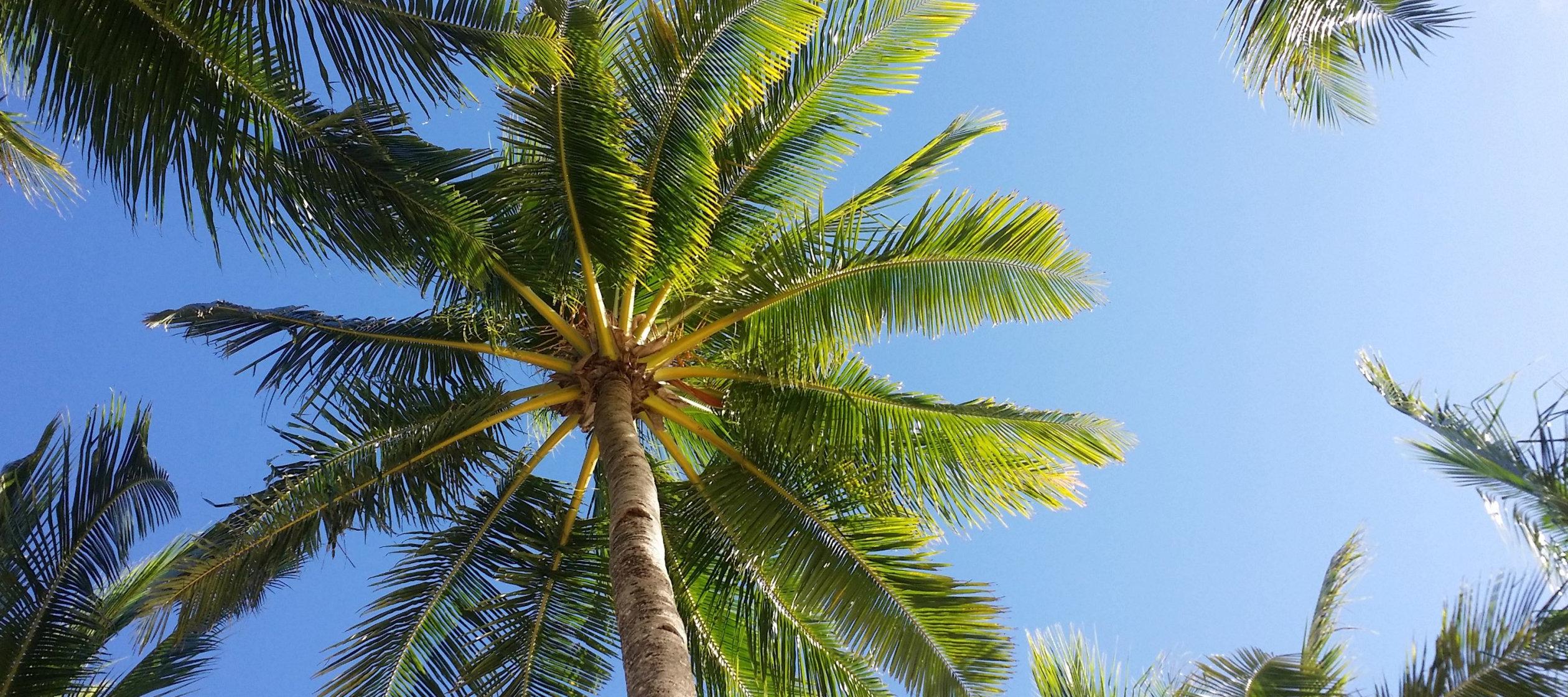 Group of palm trees against a blue sky.